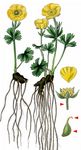 Berg-Hahnenfuß - Ranunculus montanus Willd. 