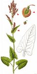 Berg-Sauerampfer - Rumex arifolius All. 