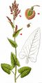 Maiden Sorrel - Rumex arifolius All.