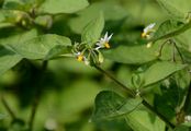 Black Nightshade - Solanum nigrum L.