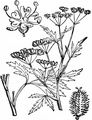 Spreading Hedge-Parsley - Torilis arvensis (Huds.) Link
