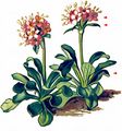 Dwarf Valerian - Valeriana supina Ard.