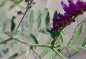 Fodder Vetch - Vicia villosa Roth