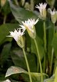 Bär-Lauch - Allium ursinum L.