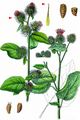 Lesser Burdock - Arctium minus (Hill) Bernh.