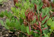 Bärenschote - Astragalus glycyphyllos L.