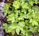 Bavarian Masterwort - Astrantia bavarica F. W. Schultz