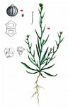Salz-Hasenohr - Bupleurum tenuissimum L. 