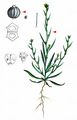 Slender Hare's-Ear - Bupleurum tenuissimum L.