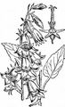 Creeping Bellflower - Campanula rapunculoides L.