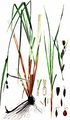 Sumpf-Segge - Carex acutiformis Ehrh.