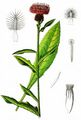 Schwarze Flockenblume - Centaurea nigra L.