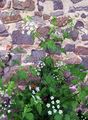 Hecken-Kälberkropf - Chaerophyllum temulum L.