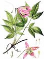 Alpine Clematis - Clematis alpina (L.) Mill.