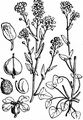 Common Scurvygrass - Cochlearia officinalis L.