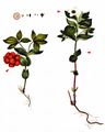 Dwarf Cornel - Cornus suecica L.