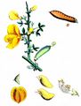 Broom - Cytisus scoparius (L.) Link