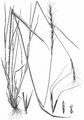 Bearded Couch - Elymus caninus (L.) L.