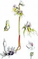 Ghost Orchid - Epipogium aphyllum Sw.