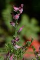 Fine-Leaved Fumitory - Fumaria parviflora Lam.