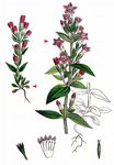 Bitterer Kranzenzian - Gentianella amarella (L.) Börner 