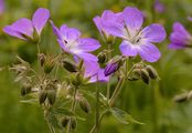 Wood Crane's-Bill - Geranium sylvaticum L.