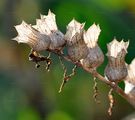 Henbane - Hyoscyamus niger L.
