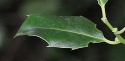 Holly - Ilex aquifolium L.