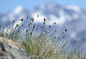 Zweizeiliges Blaugras - Oreochloa disticha (Wulfen) Link