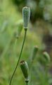 Long-Headed Poppy - Papaver dubium L.