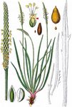 Strand-Wegerich - Plantago maritima L. 