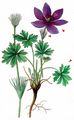 Eastern Pasqueflower - Pulsatilla patens (L.) Mill.