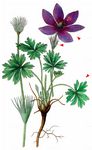 Finger-Kuhschelle - Pulsatilla patens (L.) Mill. 