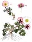 Gletscher-Hahnenfuß - Ranunculus glacialis L. 