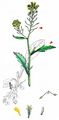 Great Yellow-Cress - Rorippa amphibia (L.) Besser