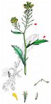 Wasser-Sumpfkresse - Rorippa amphibia (L.) Besser 