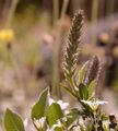 Finely Toothed Willow - Salix breviserrata Flod.