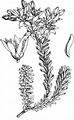 Milder Mauerpfeffer - Sedum sexangulare L.