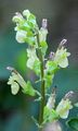 Salbei-Gamander - Teucrium scorodonia L.