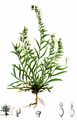 Alpen-Leinblatt - Thesium alpinum L.
