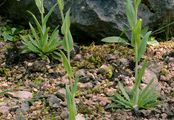 Tower Mustard - Turritis glabra L.