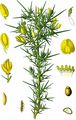 Gorse - Ulex europaeus L.