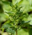 Kleine Brennnessel - Urtica urens L.