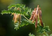 Wood Bitter-Vetch - Vicia orobus DC.