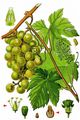 Grape-Vine - Vitis vinifera L.