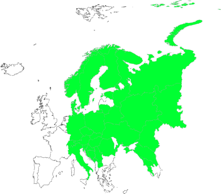 Poa remota