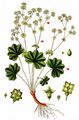  - Alchemilla acutiloba Opiz