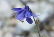 Einsel's Columbine - Aquilegia einseleana F. W. Schultz