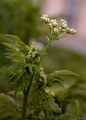 Gefleckter Schierling - Conium maculatum L.