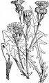 Sumpf-Pippau - Crepis paludosa (L.) Moench